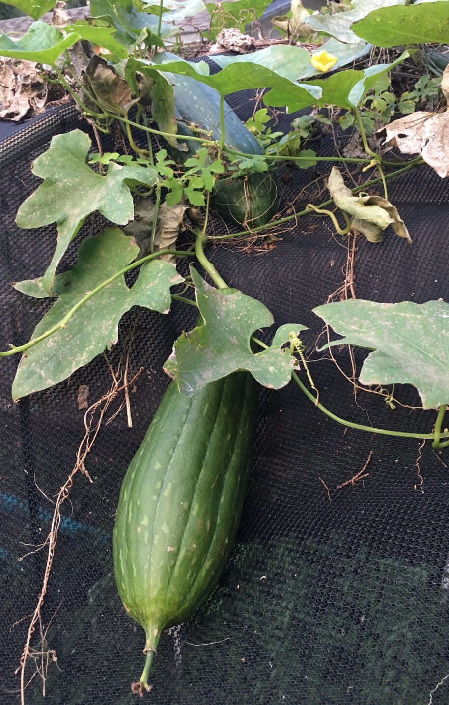 Heirloom Luffa SEEDS Vegetable Loofah Gourd Sponge Dishcloth USA Florida Grown