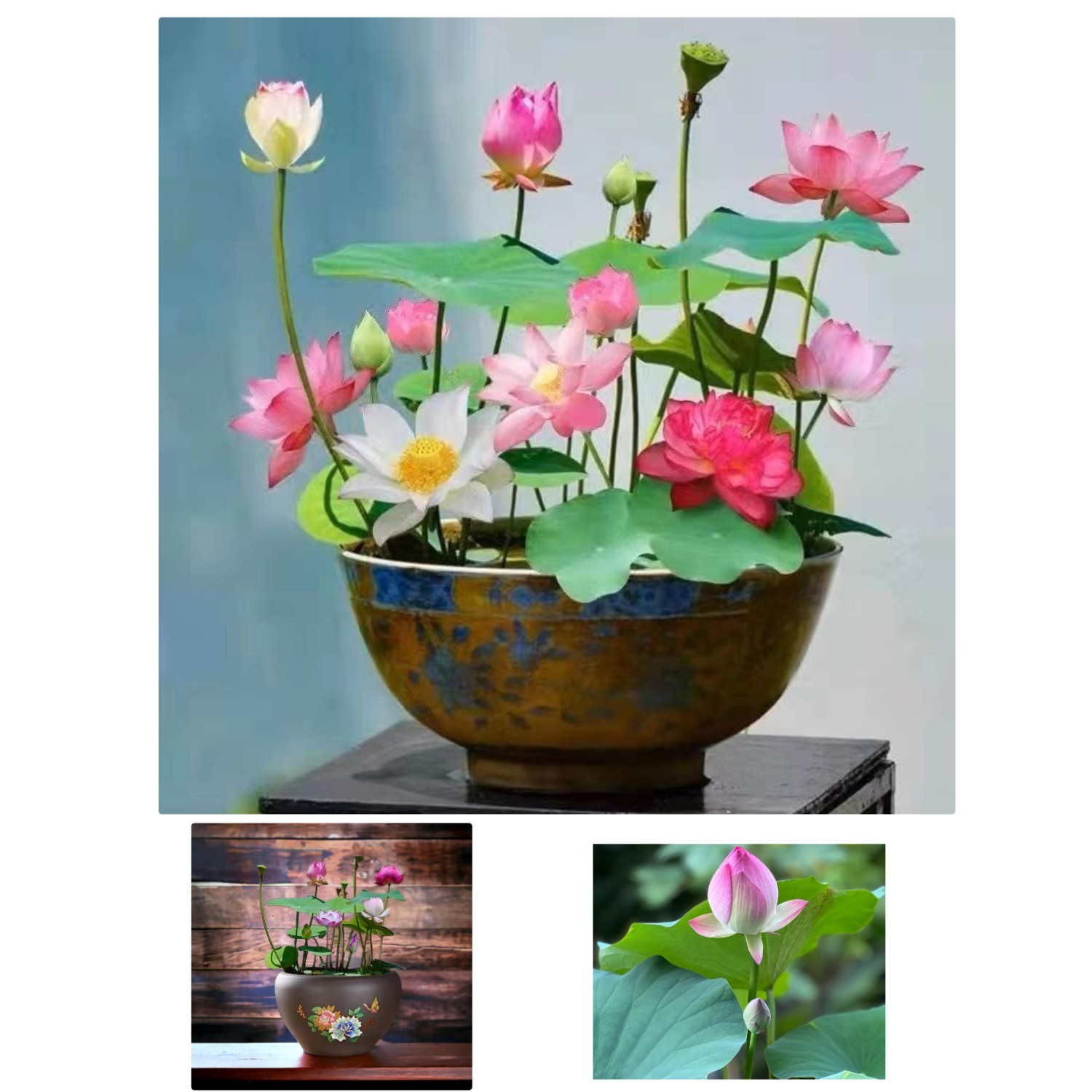10 Colorful Lotus Seeds – Mixed Pink, Red & Green for Indoor/Outdoor Planting