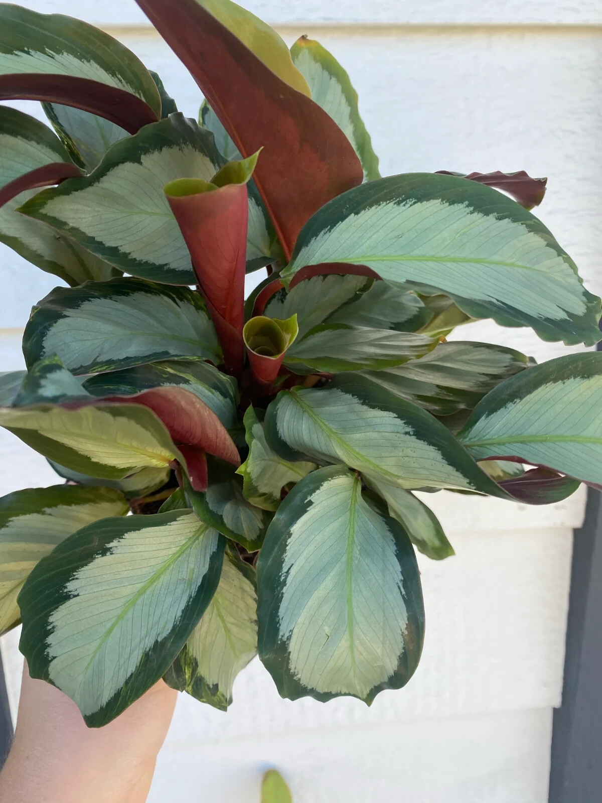 25+ Corona Calathea Seeds for Garden Planting – USA – FREE SHIPPING!