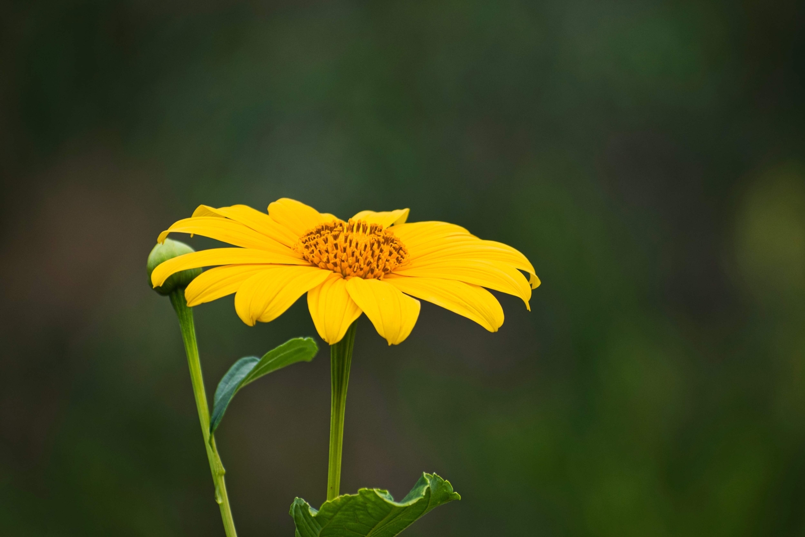 25 YELLOW TORCH MEXICAN SUNFLOWER Tithonia Speciosa Flower Seeds *Flat S/H