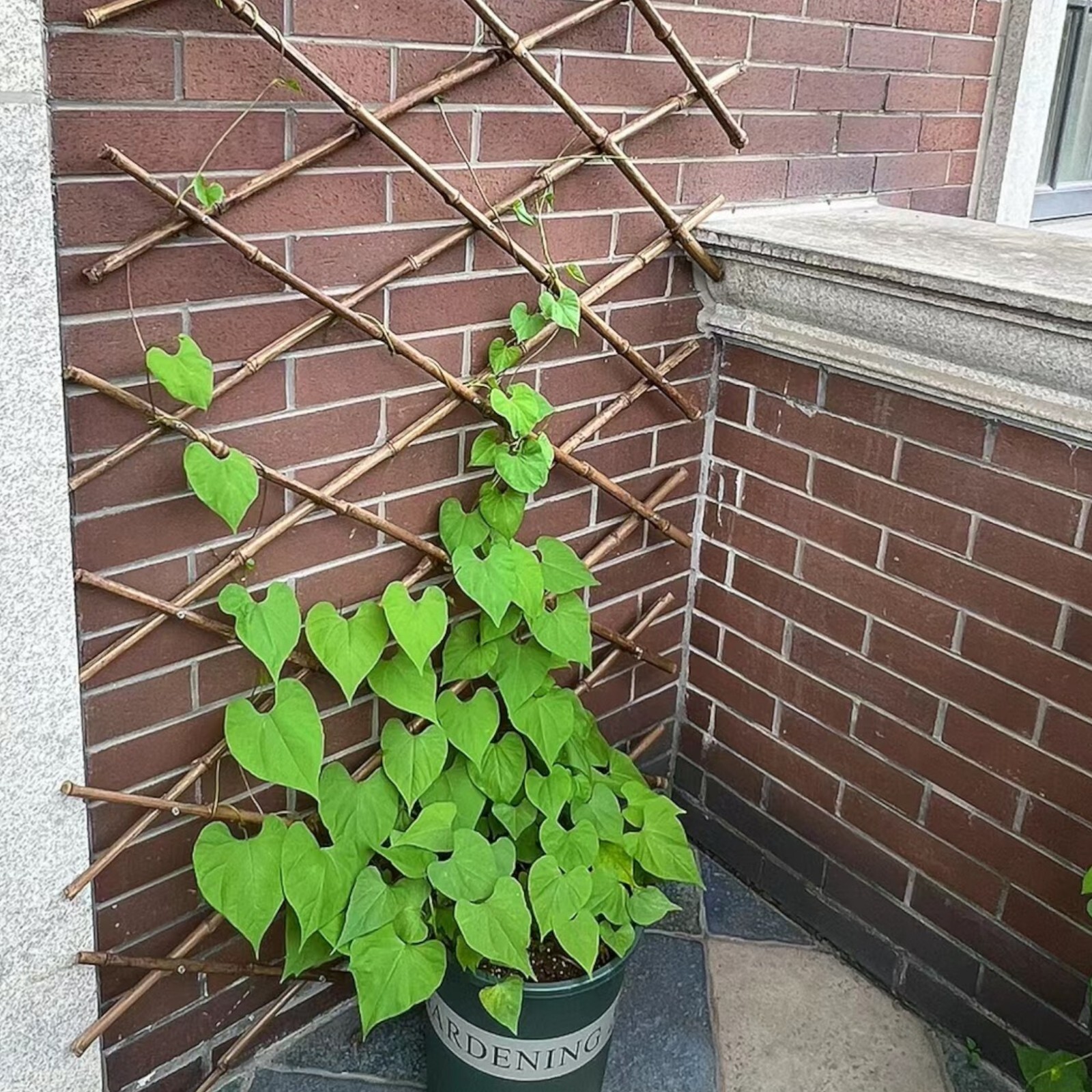 Chilean Morning Glory Seeds – 100pcs Mixed Color Blooms for Stunning Garden