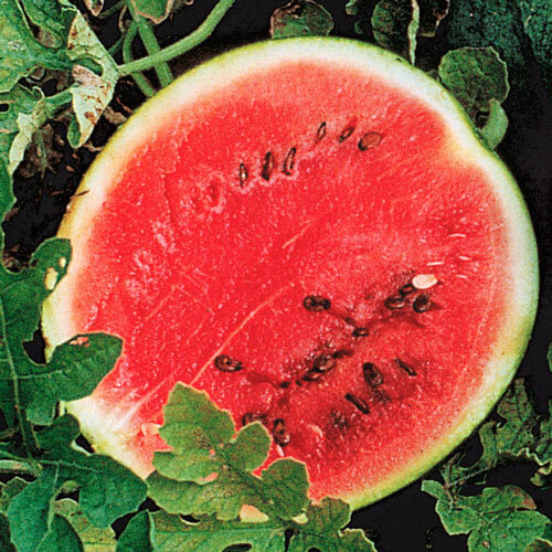 25 SUGAR BABY WATERMELON Citrullus Lanatus Sweet Red Fruit Melon Vine Seeds