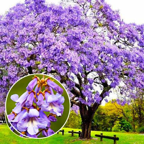 Paulownia tomentosa Empress Tree Princess Tree 500+ seeds