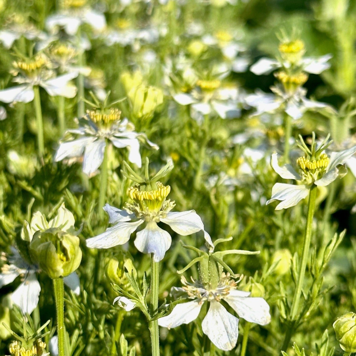 Black Cumin, (Nigella Sativa) SEEDS