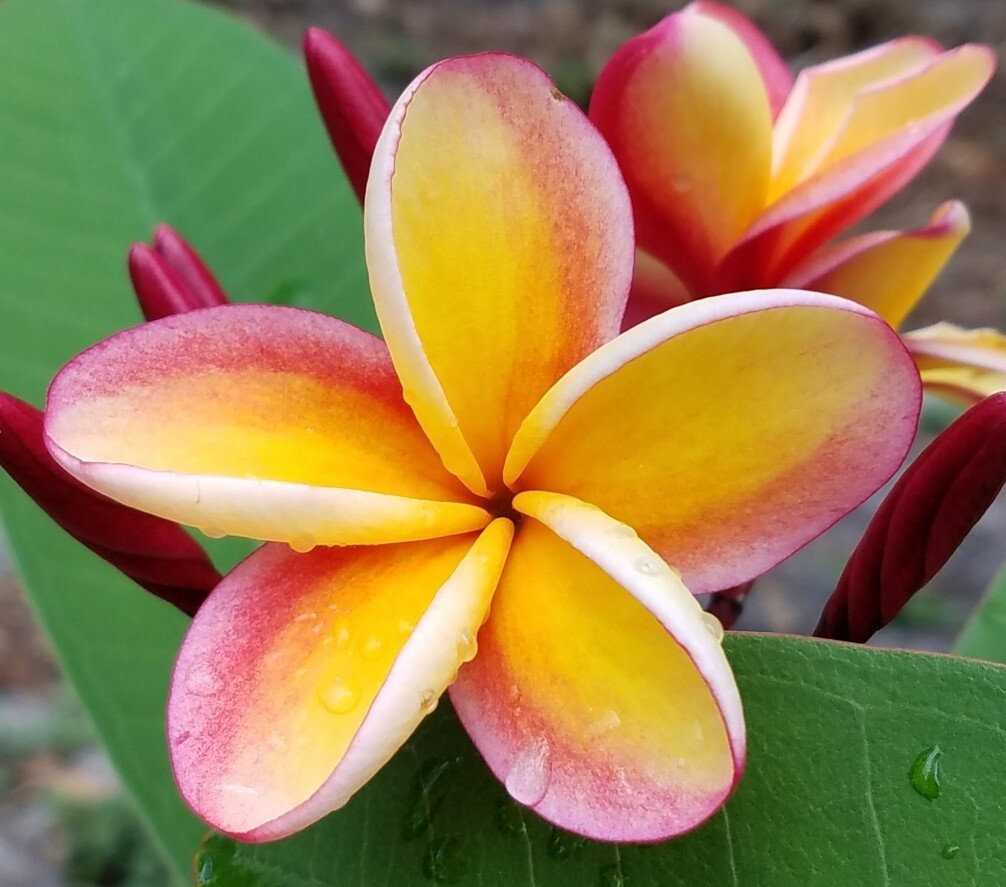 Rare Frangipani Rainbow Nebel’s Plumeria Cutting 10-12″ Fragrant Tropical Plant