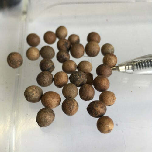 Santalum album | Chandana | Indian or White Sandalwood | 10 Seeds