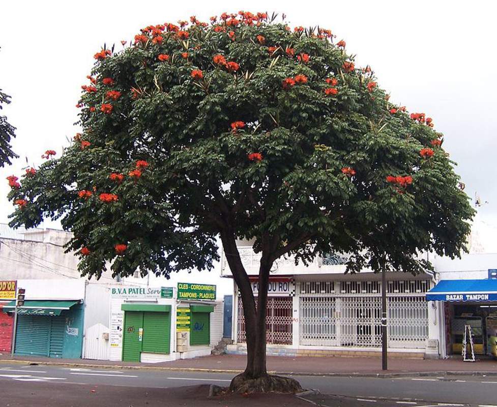 1-1000 PCS African Tulip Tree Seeds Spathodea Campanulata Red Flame Flower 0167