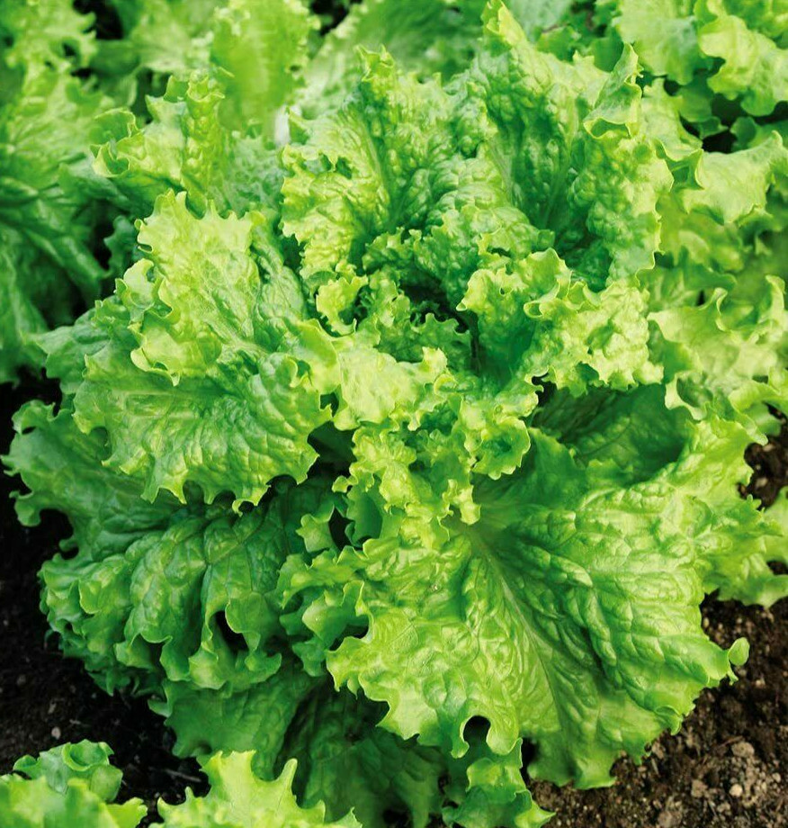 Waldman’s Green Leaf Lettuce Seeds | Lactuca Salad Spinach Vegetable Seed 2024