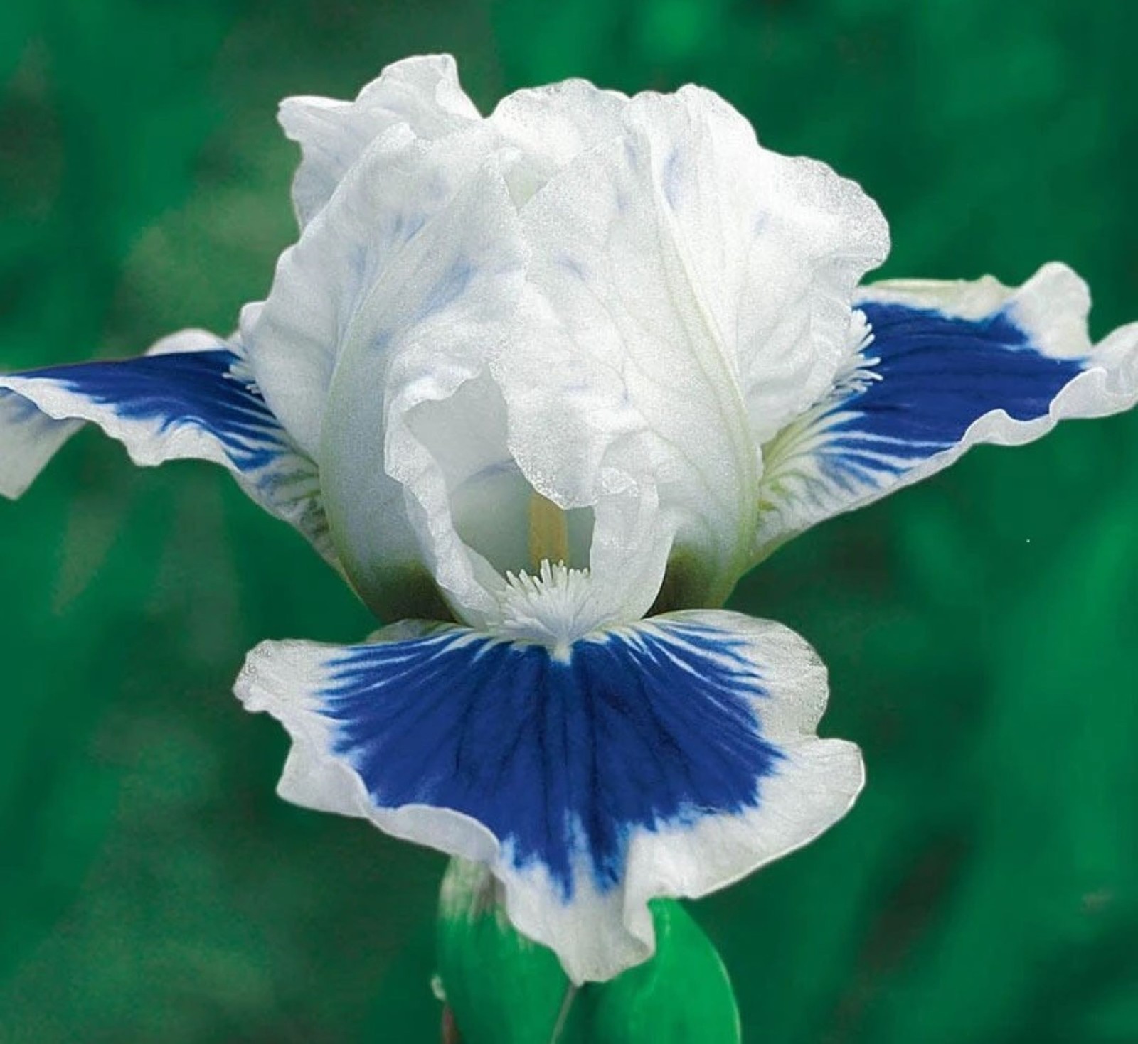 50 Heirloom Iris Seeds Fragrant Flower Plant (much less money than bulbs)
