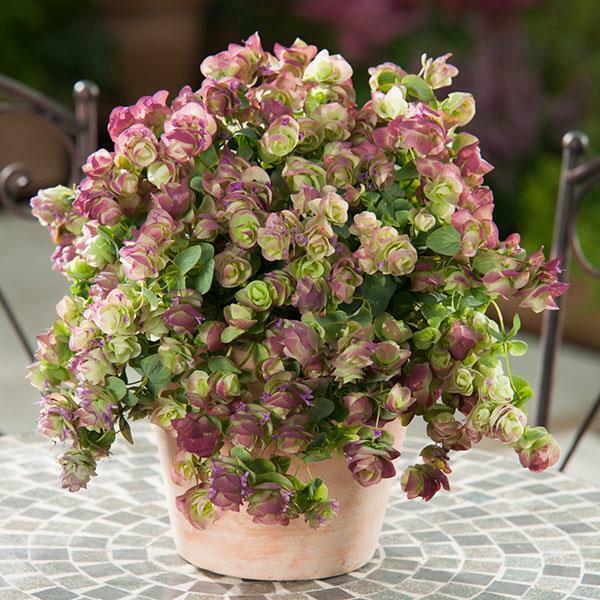 MPB#3 Kirigami Oregano 50 Seeds Ornamental Oregano Trailing Oregano