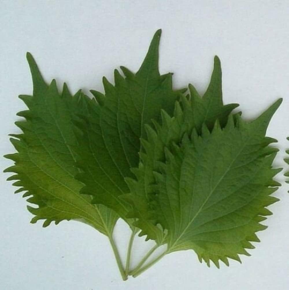 200 Green Shiso Seeds – Organic Ao Japanese Perilla frutescens Crispa Herb Seeds