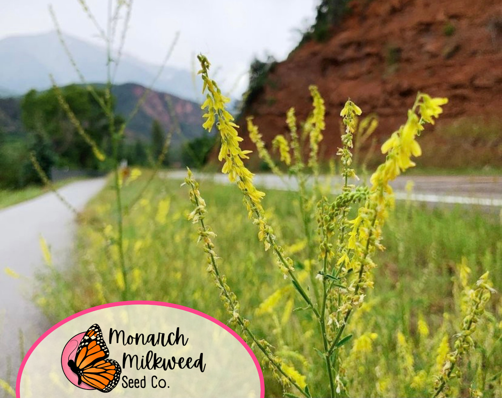 5100+ Yellow Sweet Blossom Clover Seeds | Flower Garden Seed for Pollinator Bees
