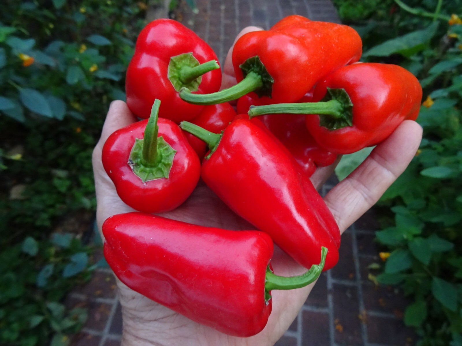 Sweet Red SNACKING Pepper 25 seeds Organic Non-GMO.