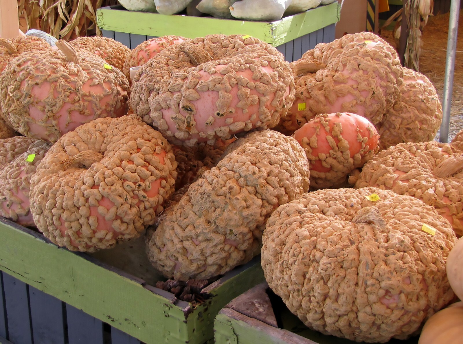 Galeux D’ Eysines Squash, (Peanut Pumpkin), Cucurbita maxima, Seeds
