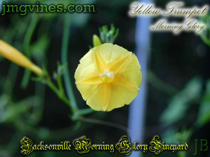 Yellow Trumpet Ipomoea Hederifolia var Lutea Morning Glory 10 Seeds