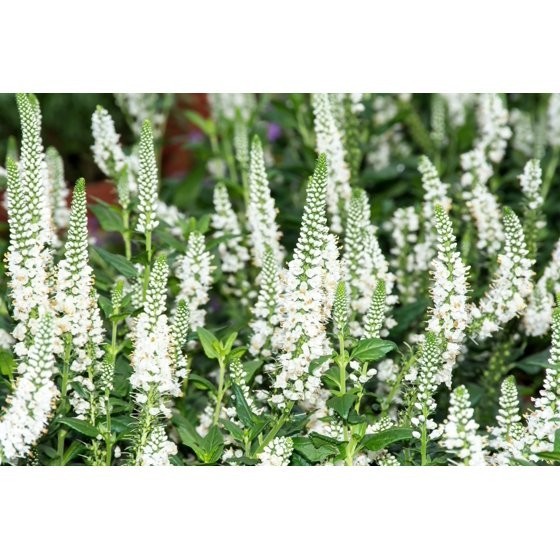 50 Mixed Colors VERONICA SIGHTSEEING MIXTURE (Spike Speedwell) Veronica Spicata