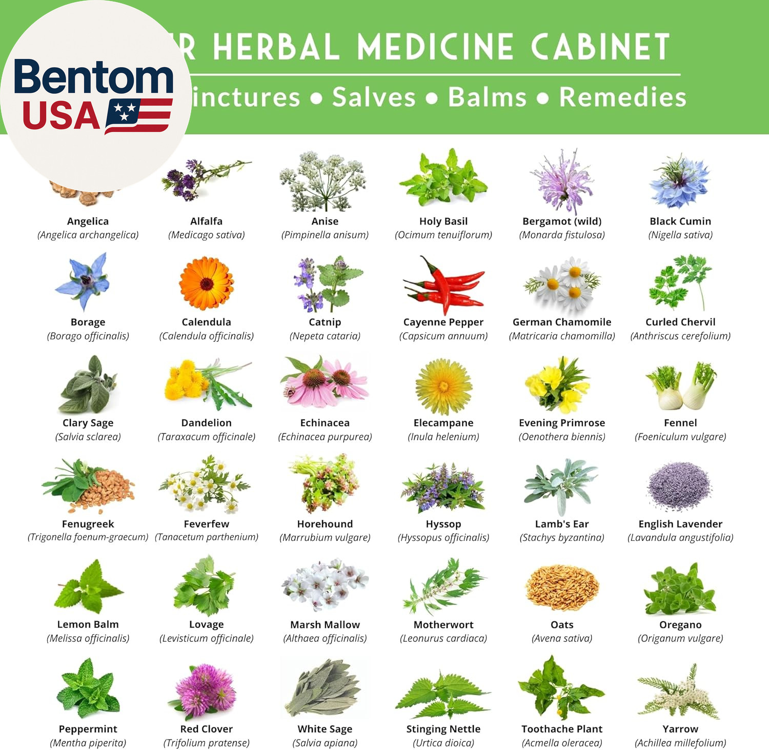 Ultimate Medicinal Herb Seeds Variety Pack – 36 Heirloom Non-Gmo Healing Herbs f
