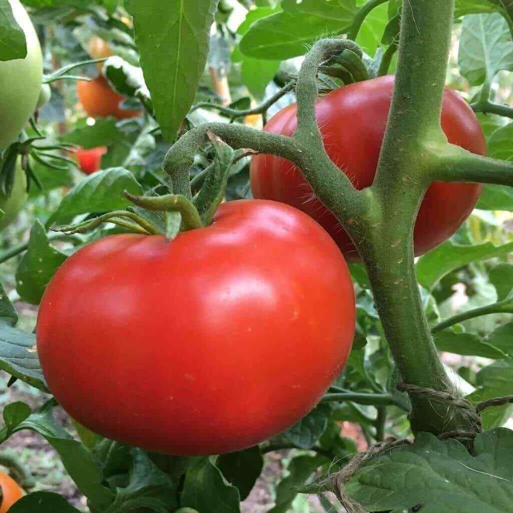 Sub Arctic Plenty – One of the very first to ripen!!! – 45-50 Days!! – +25 Seeds