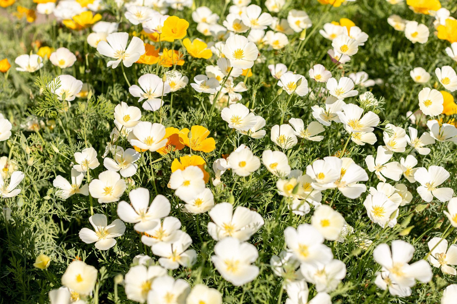 1000 MIXED Colors CALIFORNIA POPPY Eschscholzia Californica Flower Seeds