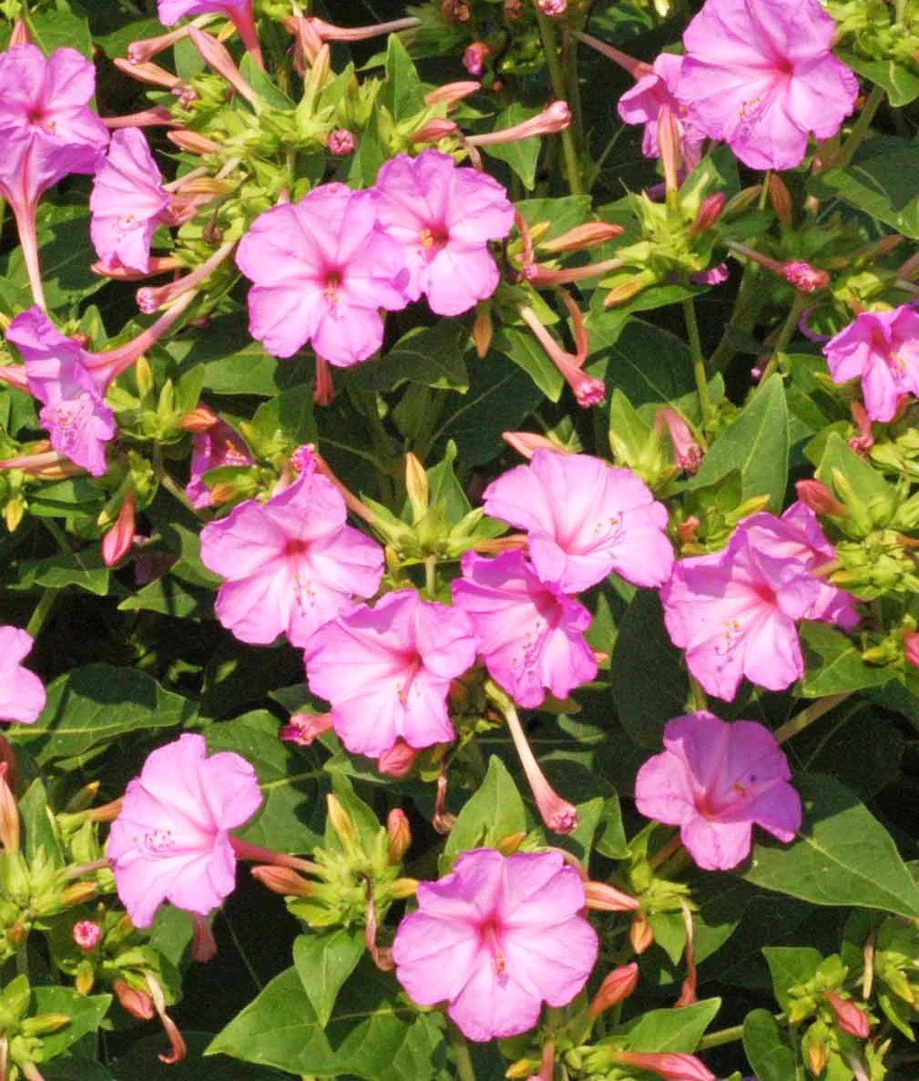 Baby Pink Four O’ Clock Seeds | Mirabilis Marvel Light Violet Flower Seed 2025