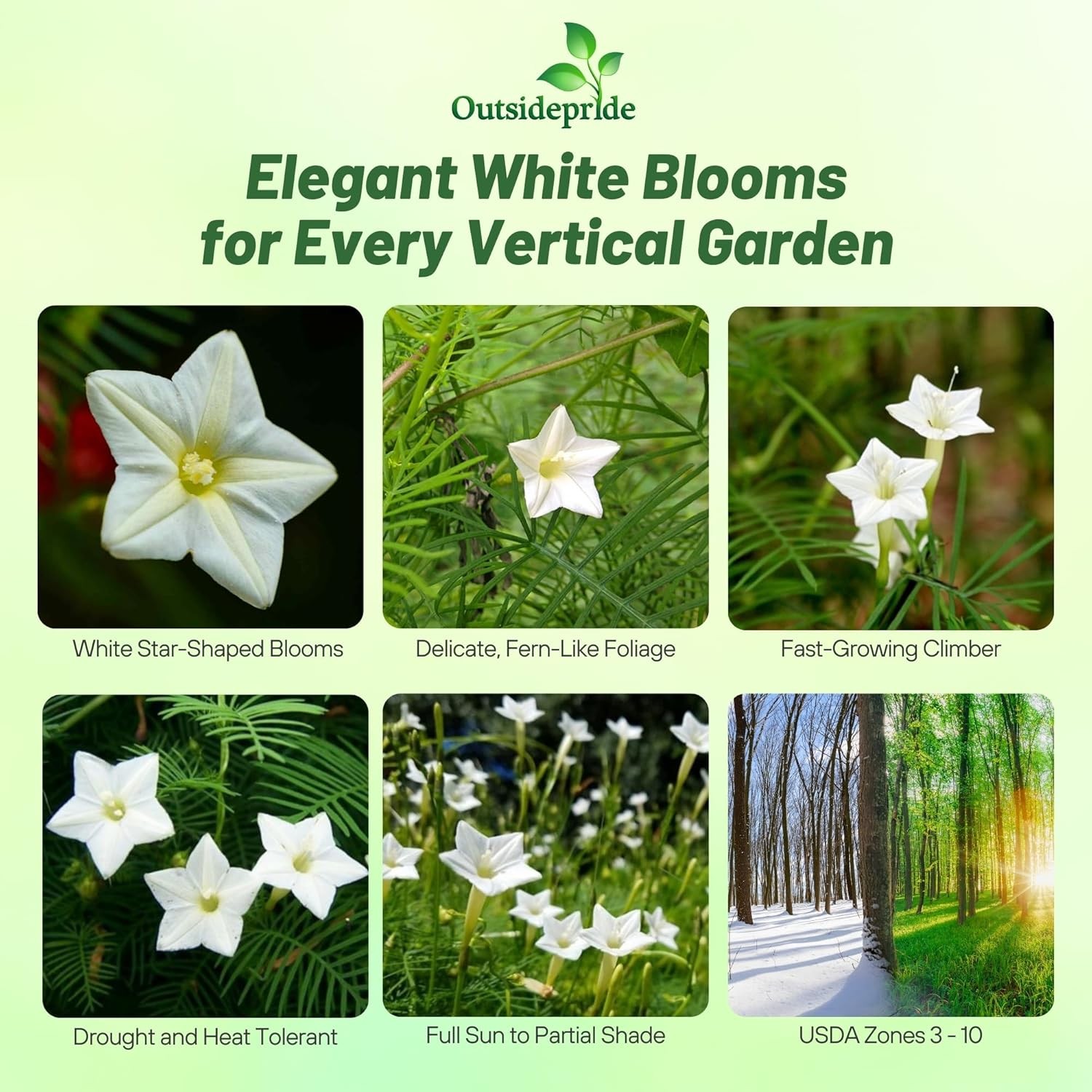 200 Seeds Cypress Vine Seeds – Ipomoea Pennata White Flower Seed