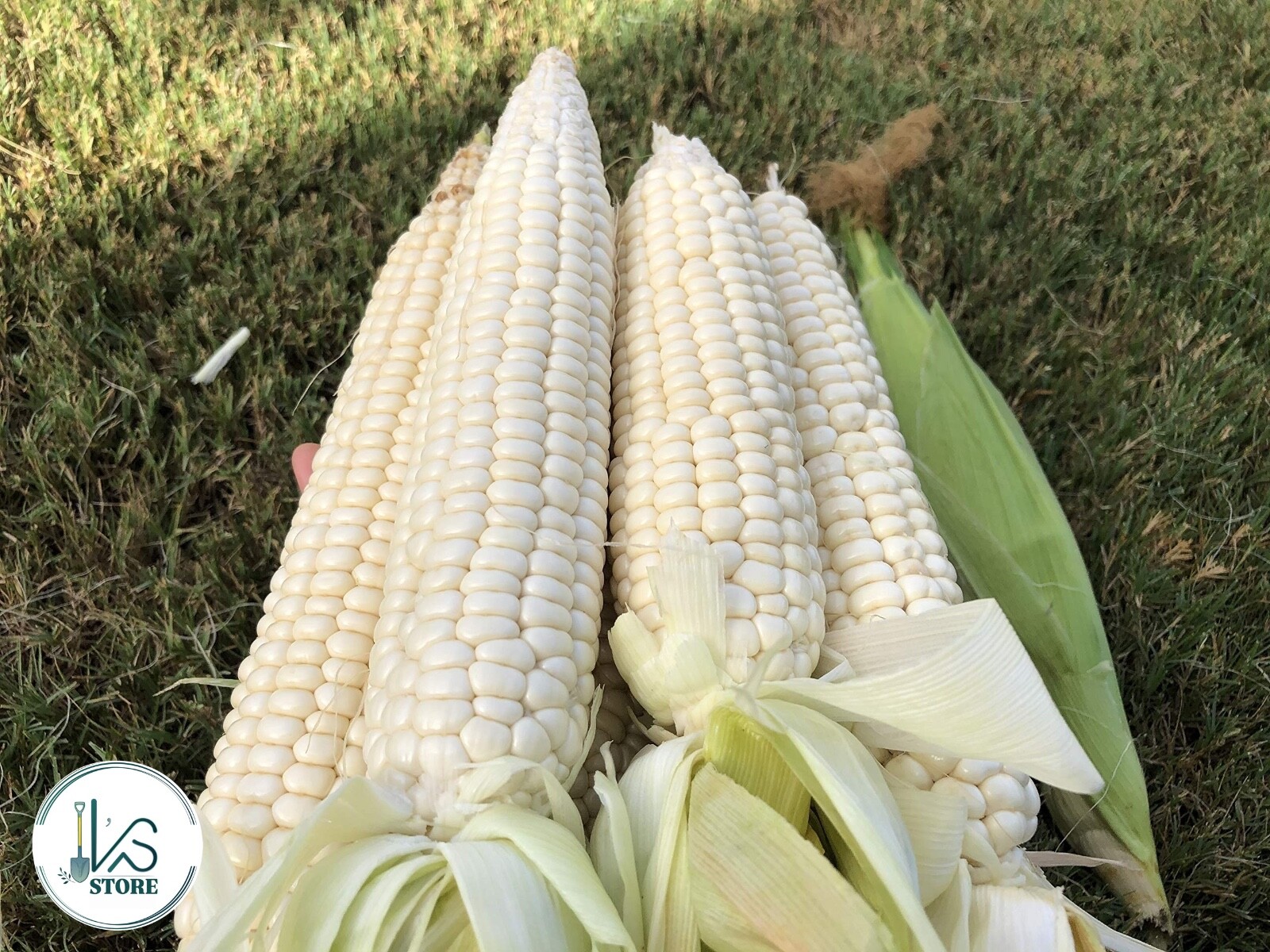 WHITE WAXY CORN SEEDS – HẠT BẮP NẾP TRẮNG (40+ PCS)