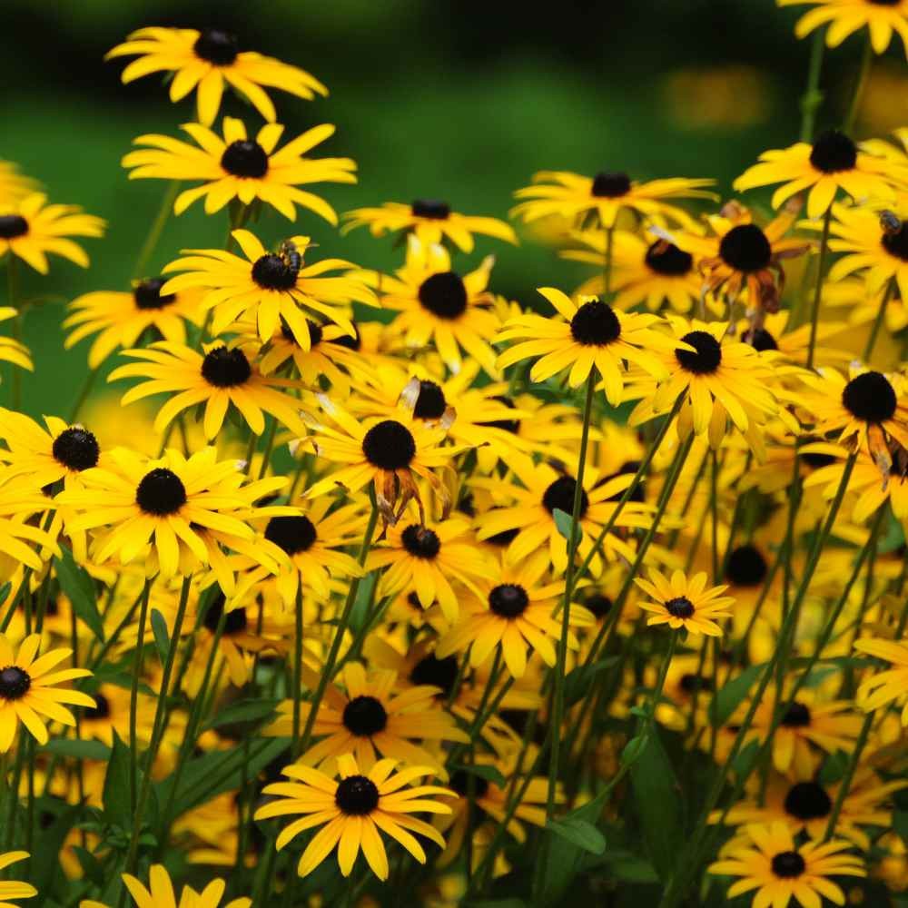 1 LB Rudbeckia Hirta Drought Tolerant Black Eyed Susan Wildflower Seeds