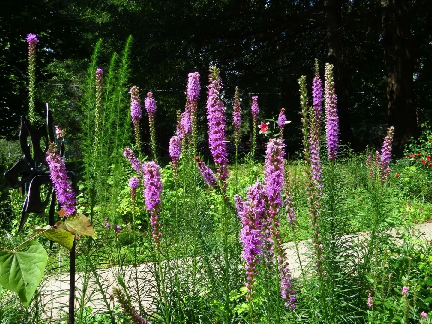 300+ Bright Purple Gayfeather/Blazing Star Flower Seeds.Perennial Native Flower.
