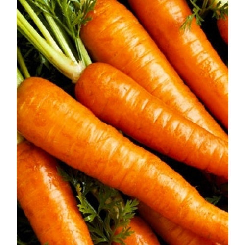 Carrot Seeds – Danvers 126, (Daucus carota)