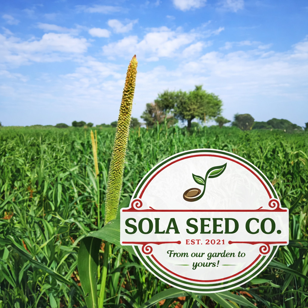 500 Hybrid Pearl Millet Seeds Edible Ornamental Attract Birds Fast Grow. USA!