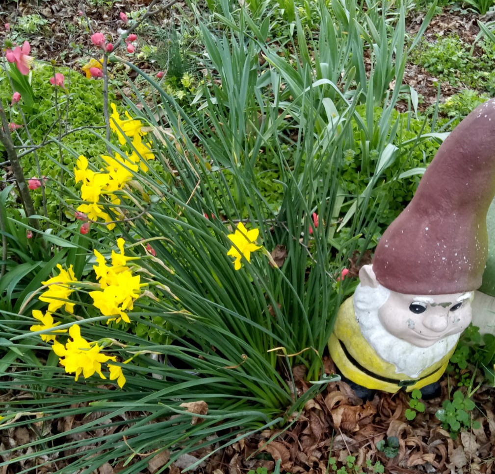Daffodil (Narcissus pseudonarcissus) Flower Bulbs- Mixed Varieties- 15 Bulbs