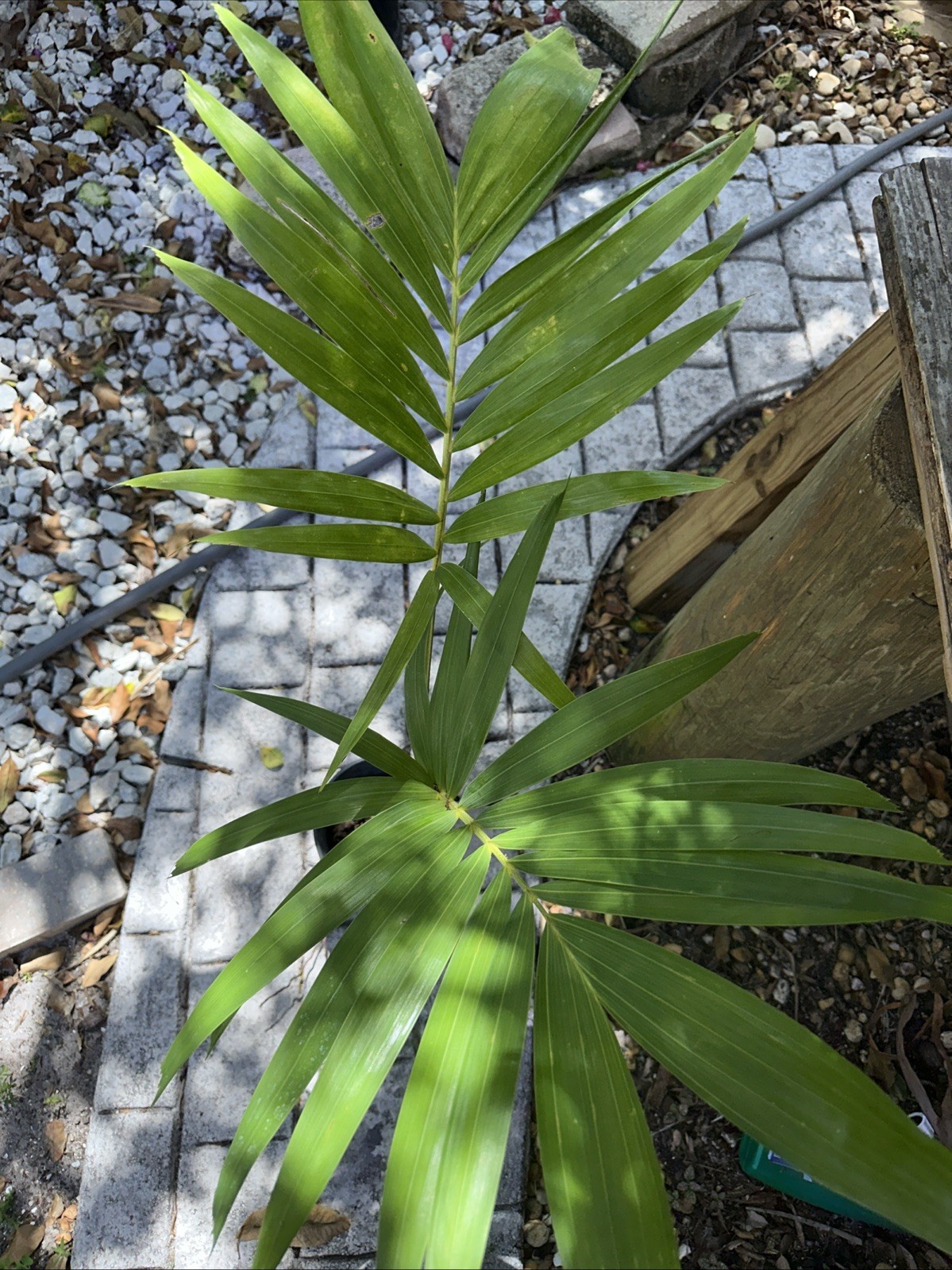 Christmas palm Over 3’ (37”) Tall