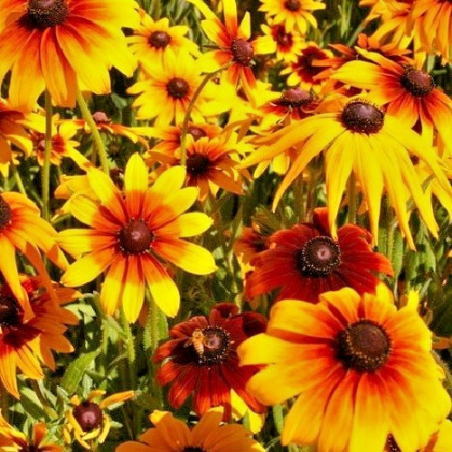 Gloriosa Daisy Seeds – Giant Bi-Color Blooms – Hardy Heirloom Rudbeckia