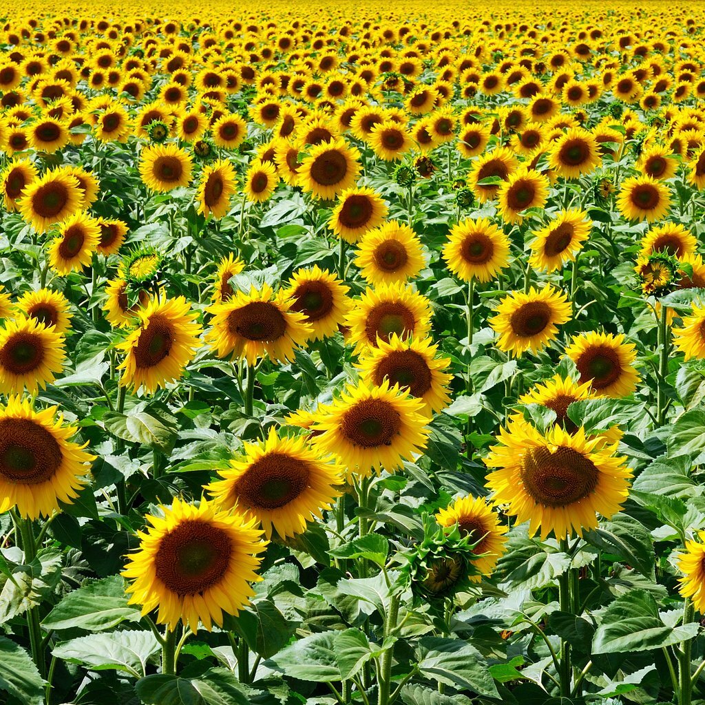Mammoth Grey Stripe Sunflower Seeds, Helianthus annuus, NON-GMO, FREE SHIPPING