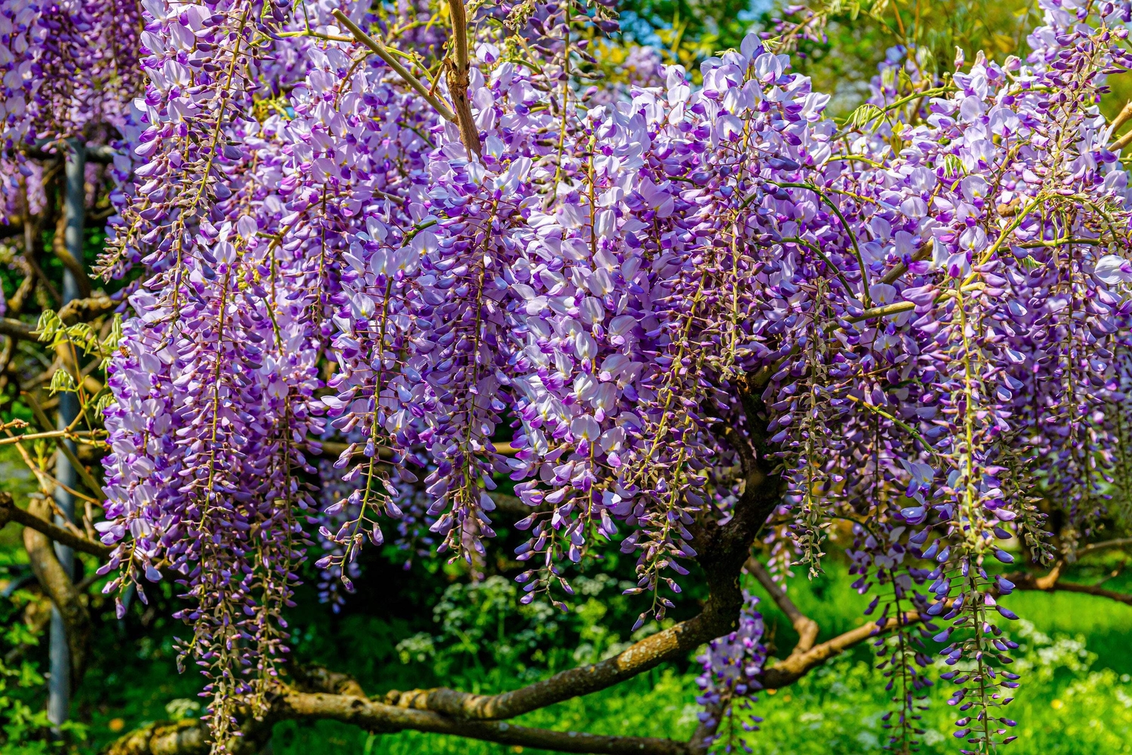 5 BLUE CHINESE WISTERIA Sinensis Ornamental Vine Blue Violet Purple Flower Seeds