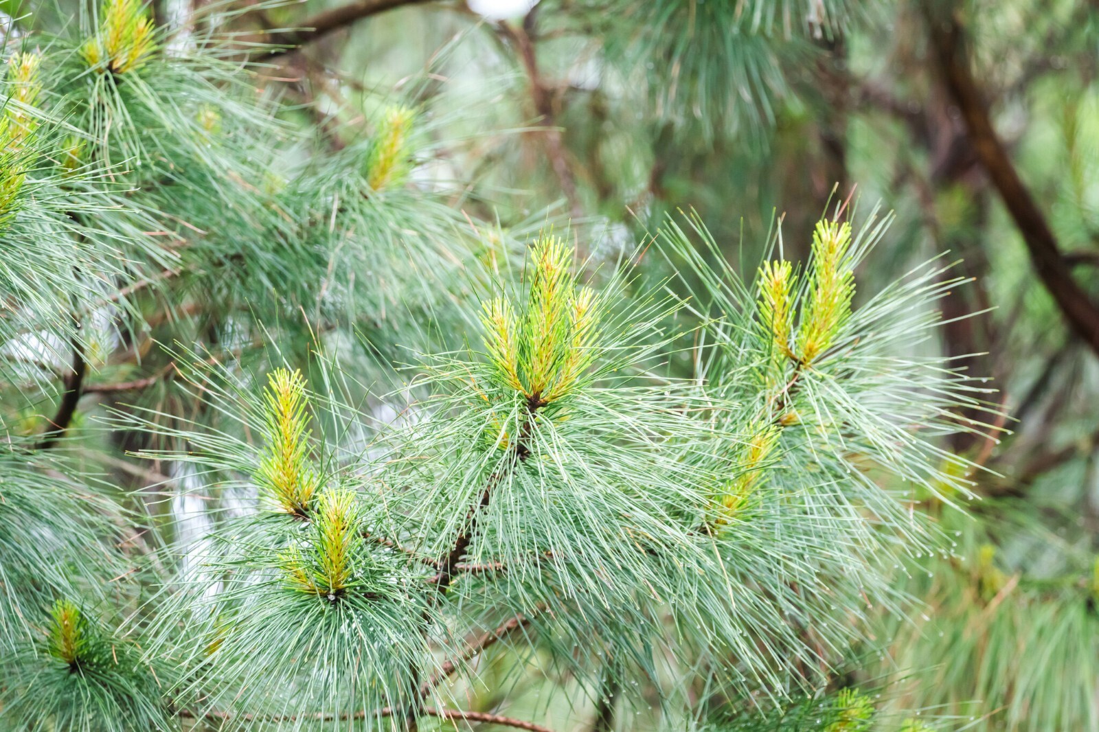 Loblolly Pine Tree | Premium Seeds | Pinus taeda | Plants’®