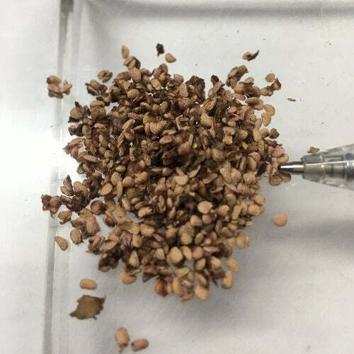 Rubus glaucus | Andean Raspberry | Mora de Castilla | 20 Seeds
