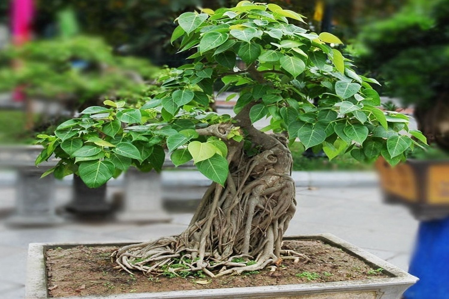250+ Sacred Fig Tree Seeds – Peepul Tree (Ficus religiosa) – Bonsai & Ornamental