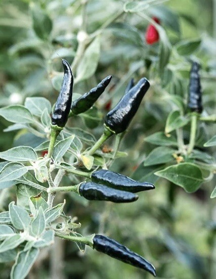 Super Hot Black Cobra Chili Pepper – 25 Seeds 2024 – USA