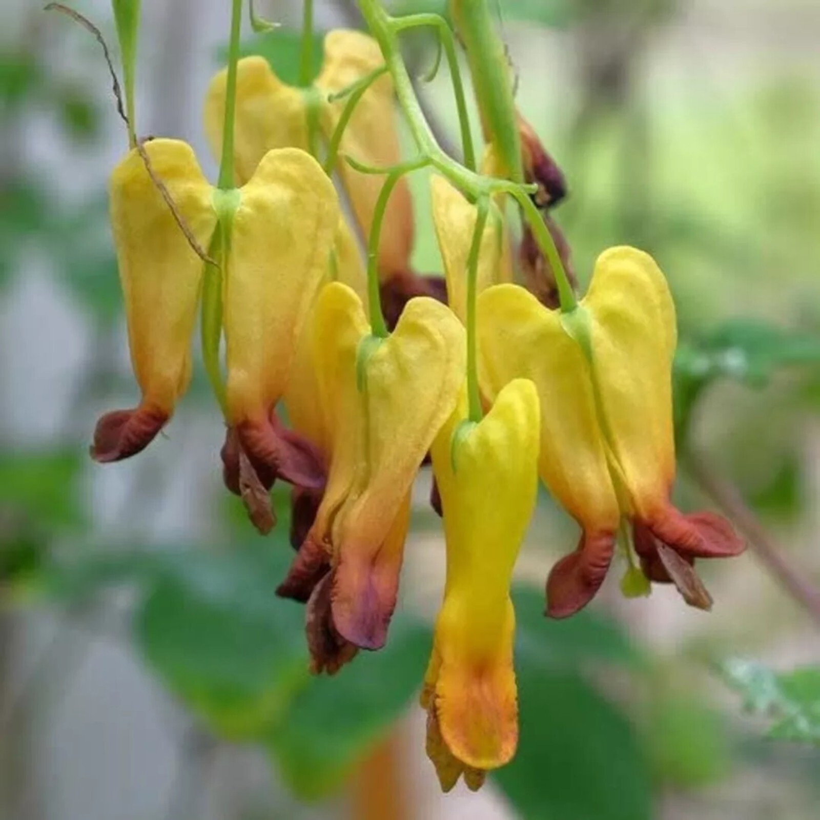 25 Golden Tears Bleeding Heart Seeds Dicentra Spectabilis Flowers Seed US SELLER