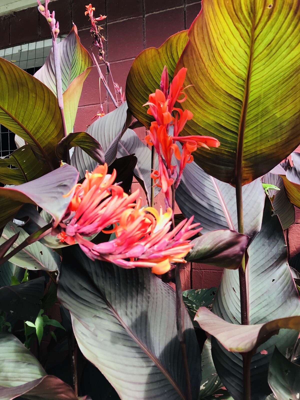 3 Canna Lily Bulbs Red Flowers Tall Plants Purple Bronze Leaf Large Rhizomes