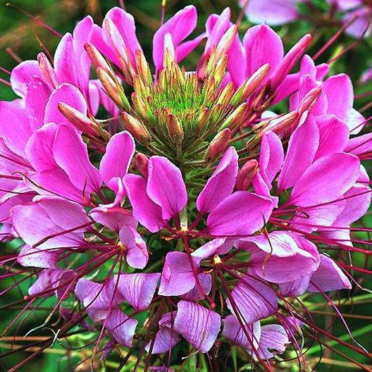 Cleome MAUVE QUEEN Spider Plant FALL PLANTING Pollinators USA Non-GMO 200 Seeds