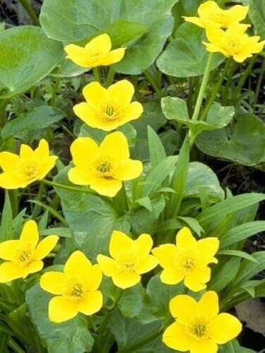 Yellow Swamp Marigold Seeds for Planting (100 Seeds) – Bidens Aristosa Mutica Fl