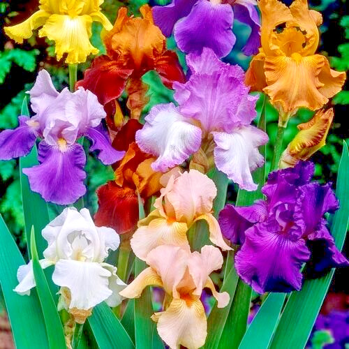 Bearded Iris Mixed 5 Flower Plant Bulb Bare Root Purple White Orange Red Yellow