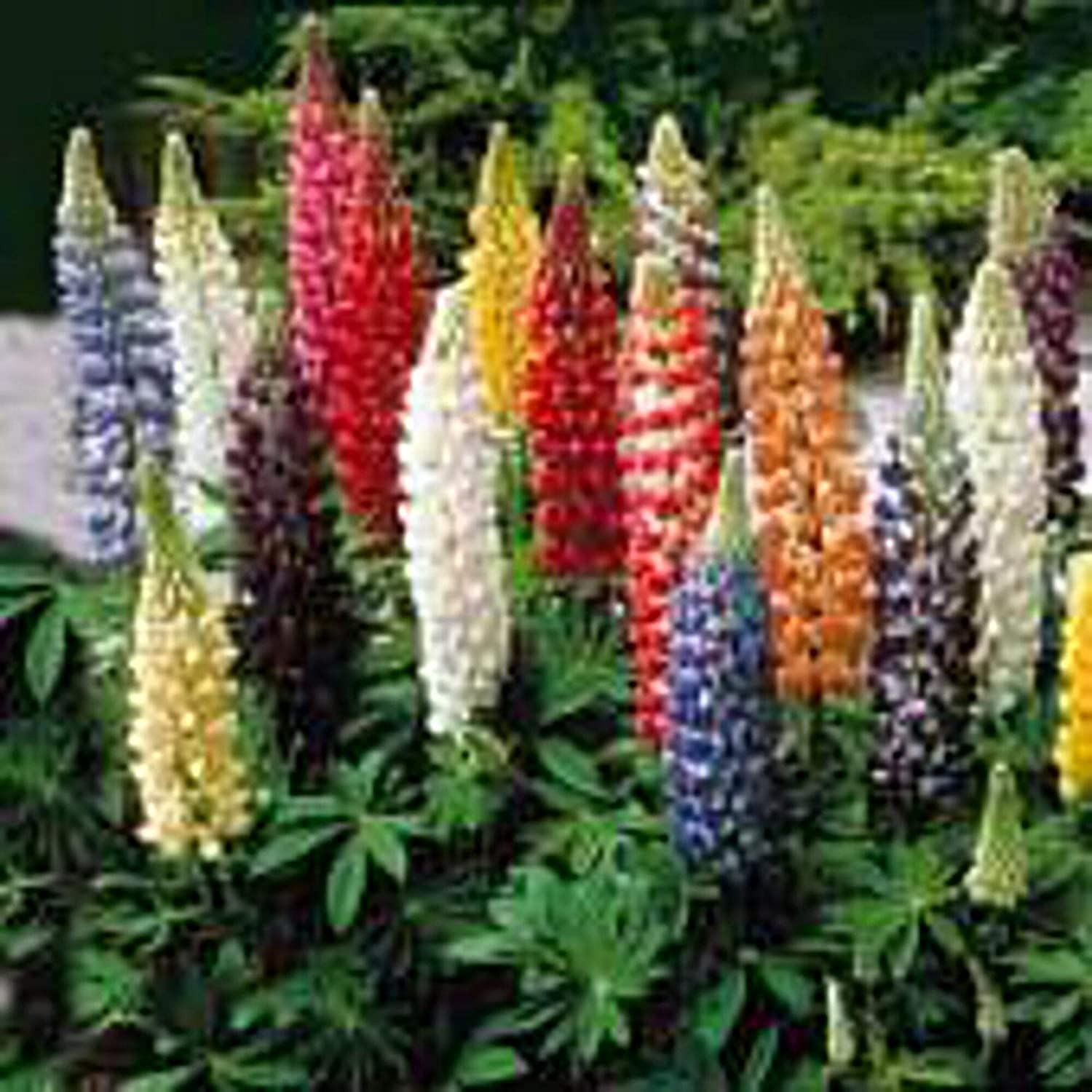 Lupine Flowers (Russell’s Mixed) Seeds