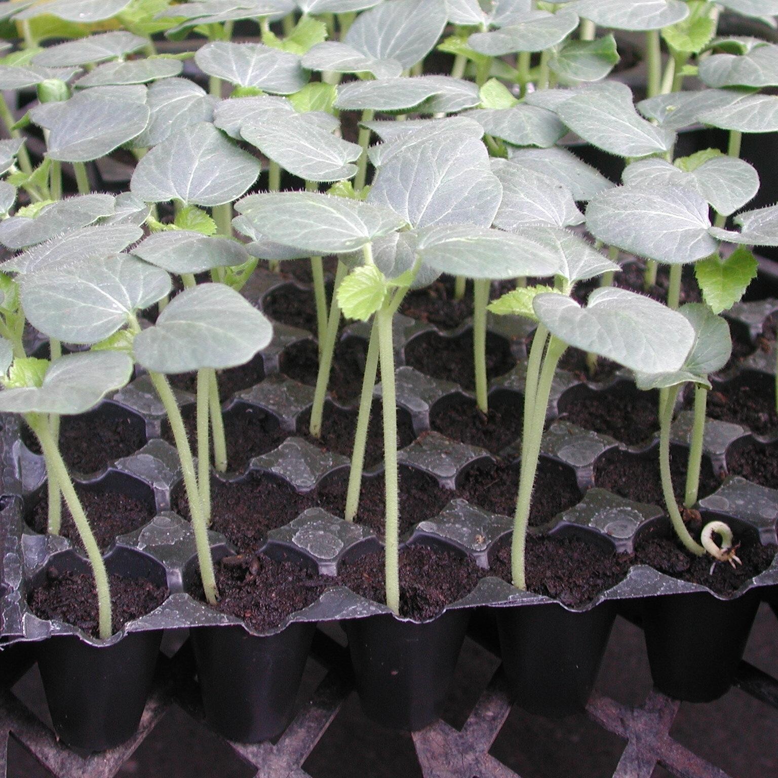 Okra -Green Slim