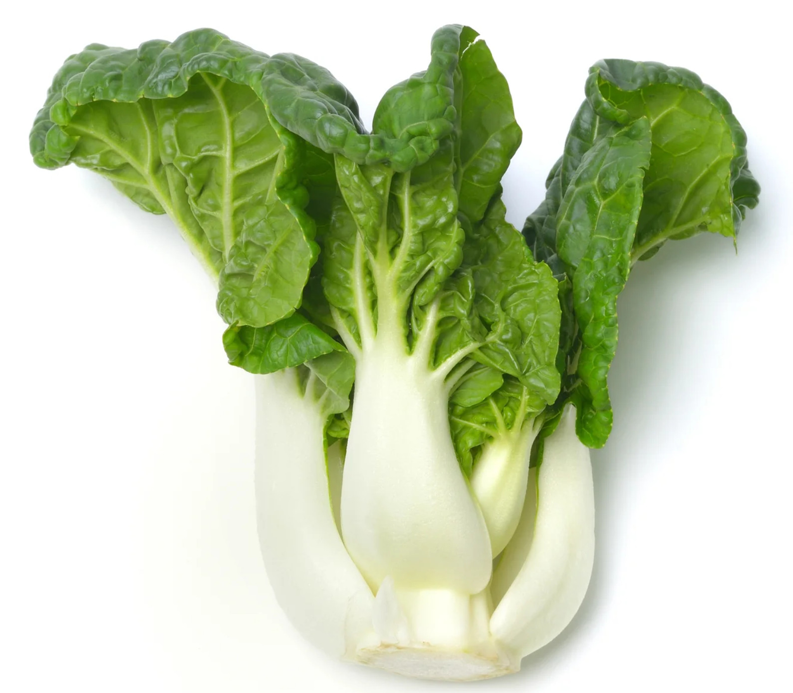 500+ Pak Choi Seeds Canton White Small Head Fast Growing Asian Vegetable Seeds