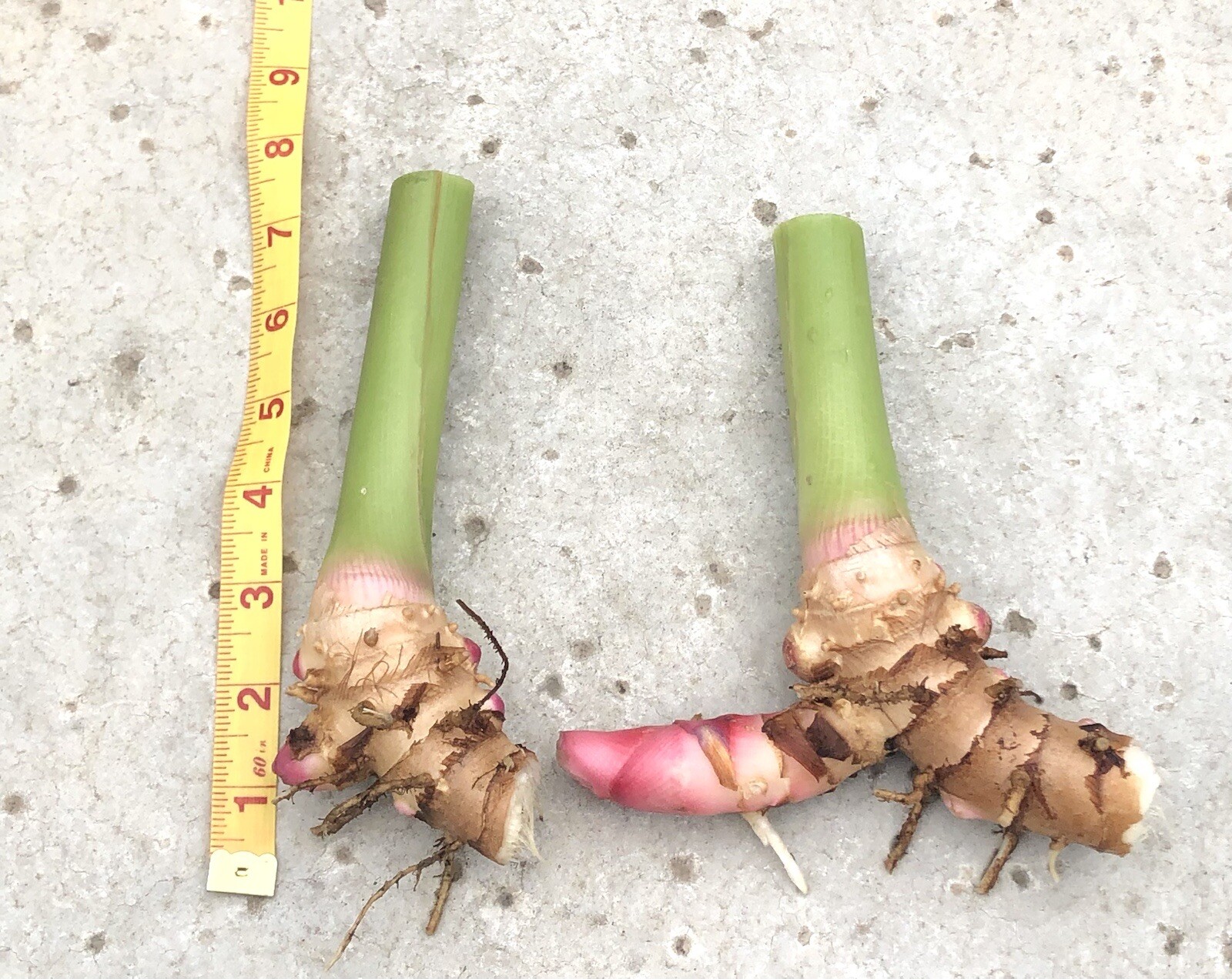 White Butterfly Ginger Rhizome Bulbs Fresh Tubers (2) Hawaiian Tropical