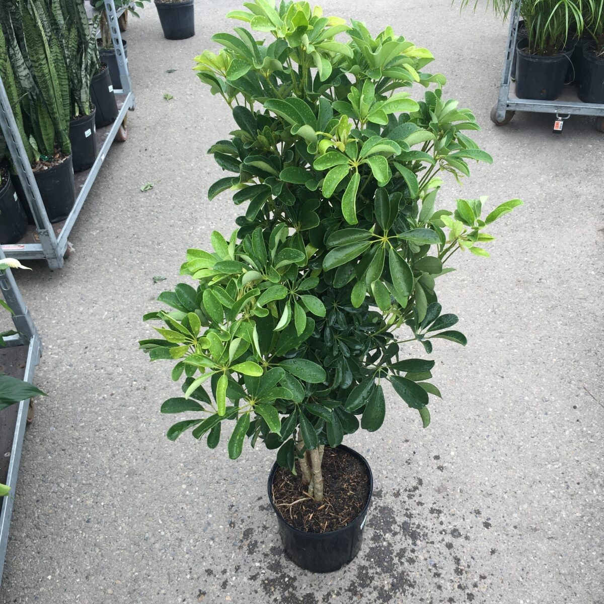 Umbrella Plant. Schefflera Arborcola 10 Seeds. Free Shipping!
