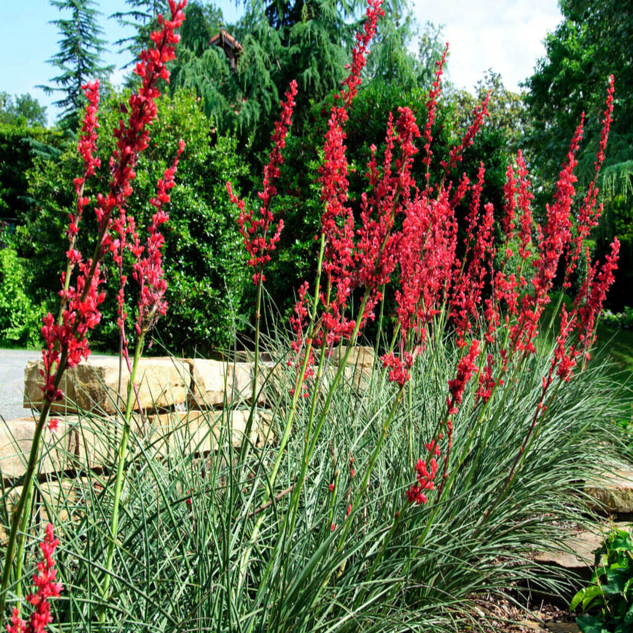 25 RED YUCCA SEEDS (Hesperaloe parviflora) Hummingbird & Butterfly Flower Plant